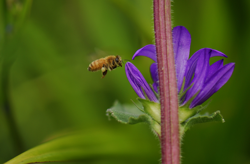 bee1