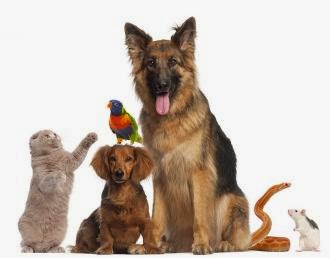 هل تعلم عن الحيوانات