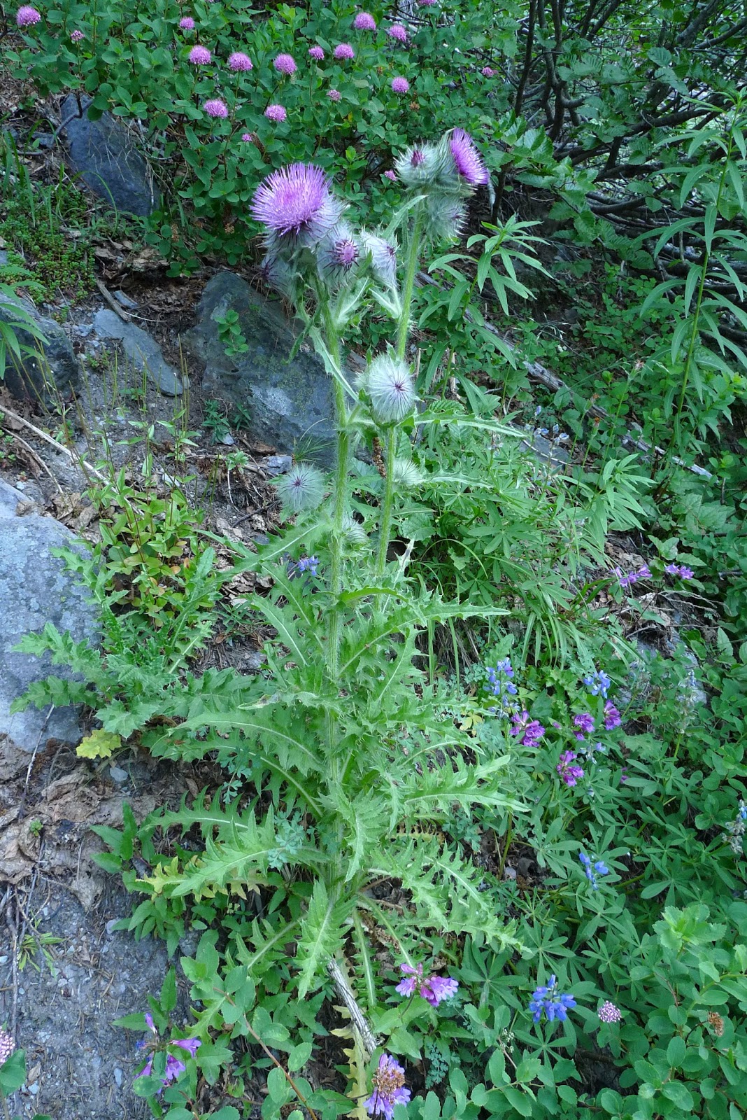 Wild Harvests Edible Thistle unprickled