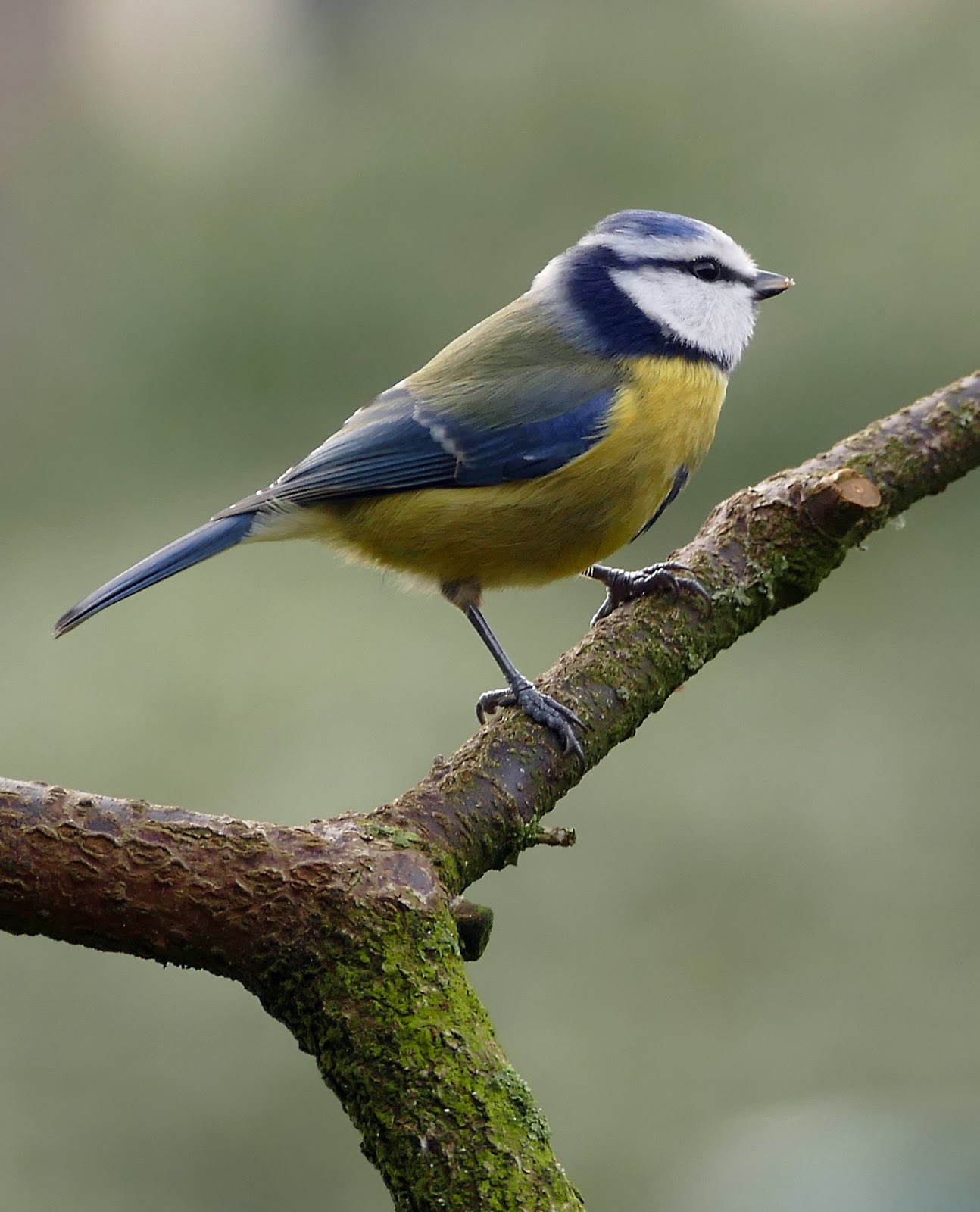 Picture of a blue tit. Picture of a blue tit.