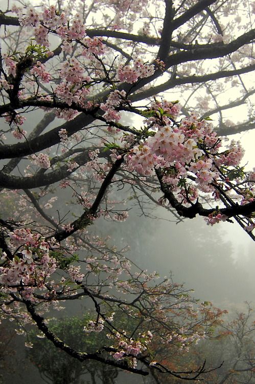 Blossoming tree with pink blooms