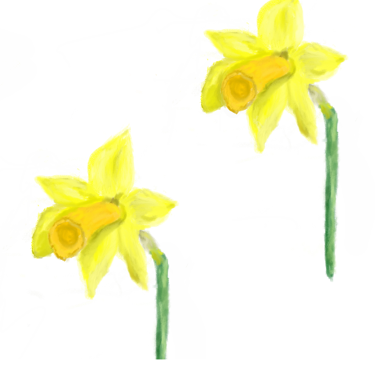 Digital painting of two yellow daffodils
