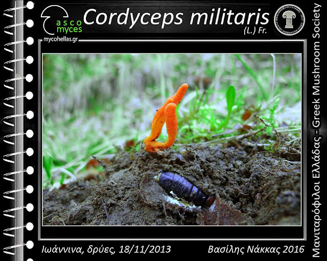 Cordyceps militaris (L.) Fr.