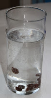 raisin experiment