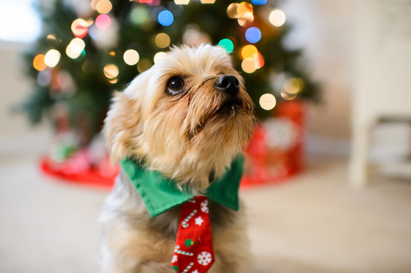 Hill Country Housewife: Animal Christmas Photos 2013