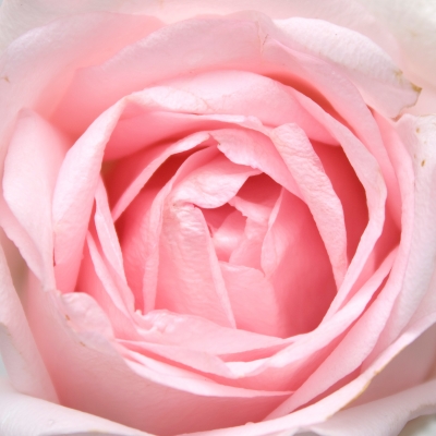 Descripción del color Rosa