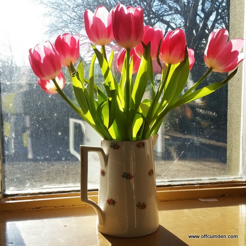 Tulips in sunlight