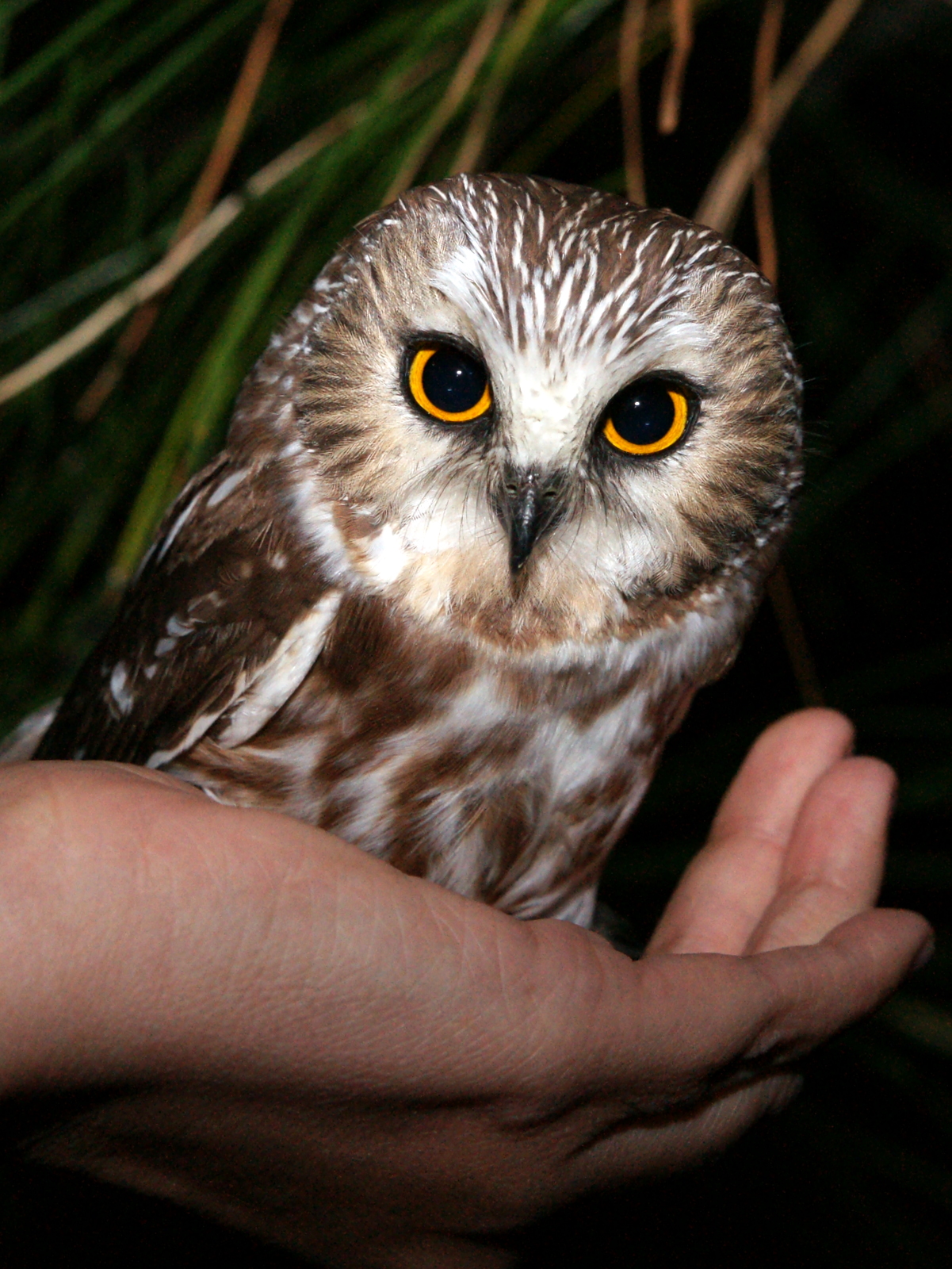 birdbling: IT'S FOR THE OWLS! 2 INCREDIBLE FUNDRAISING EXCURSIONS