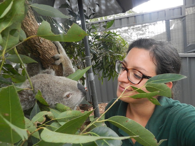 Volontariato internazionale Koala Hospital Port Macquarie