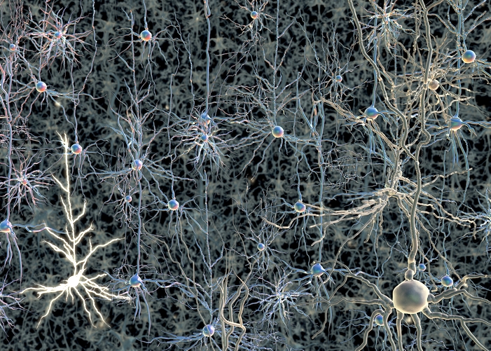 images of neurons and brains images of neurons and brains