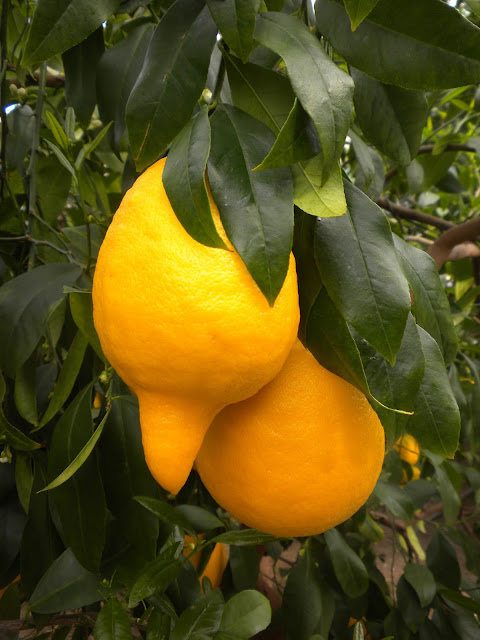 Oscar Tintori citrus nursery