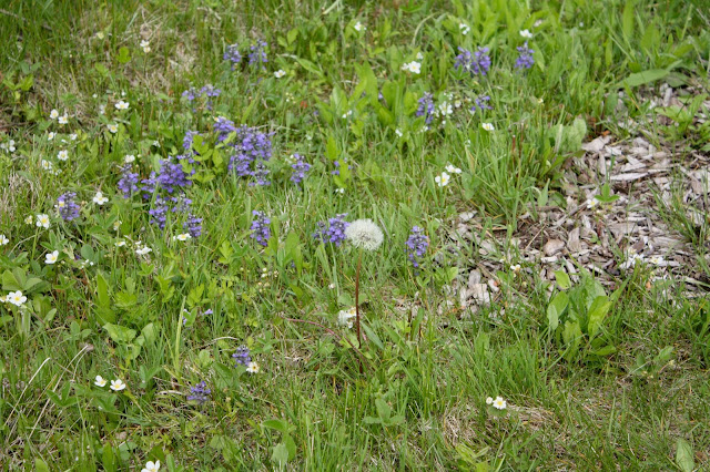 Floral ground cover at The Morton Arboretum