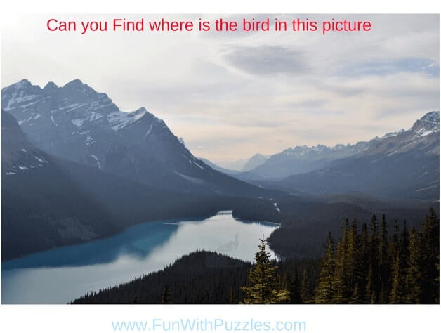 Picture Puzzle to Find Hidden Bird