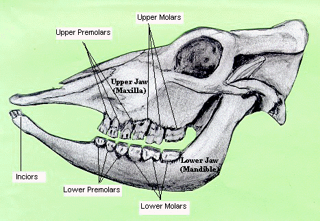 العلوم البيطرية: التسنين في الابقار_cattle dentition