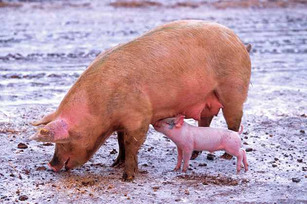 Se descubre un nuevo tratamiento para bajar el colesterol en cerdos