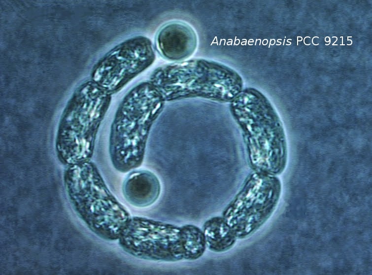 Anabaenopsis, a heterocystous cyanobacterium