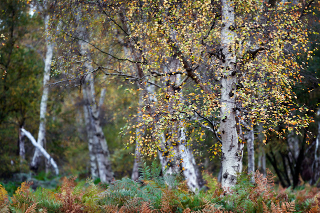 Yellow autumn leaves on a silver birch at Holme Fen Silver birch tree stands in focus in front of a woodland in Cambridgeshire
