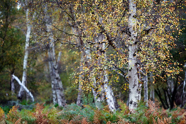 Silver birch tree stands in focus in front of a woodland in Cambridgeshire