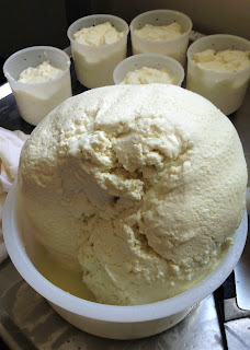 tome du béarn, fromagerie herrere, la laiterie de paris, blog fromage, blog fromage maison, fromagerie urbaine, tour du monde des fromages, fromagerie paris, fromage pau, fromage brebis , brebis basco béarnaise, vache béarnaise, voyage fromage, fromage près de pau