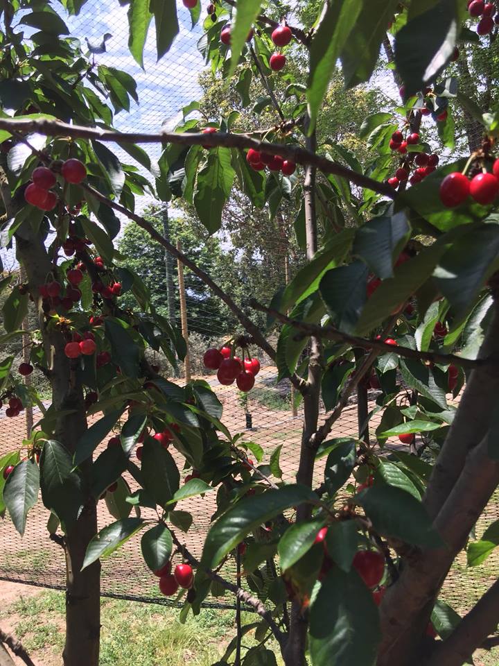 umiyumi2 our life in perth, WA Cherry Picking in Perth