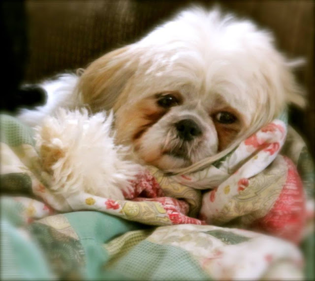 shihtzu-com-frio