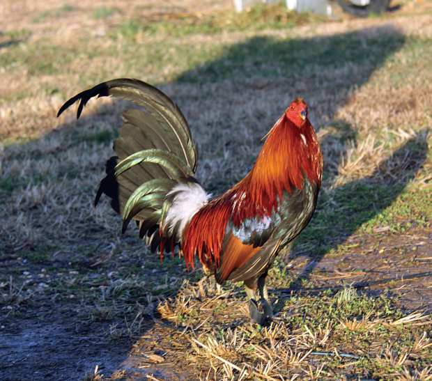 Gallos Finos Entrevista A Lonnie Harper, Criador De Gallos De Pelea