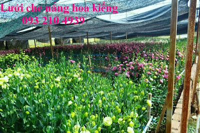 Lưới lan che nắng vườn kiểng đón tết
