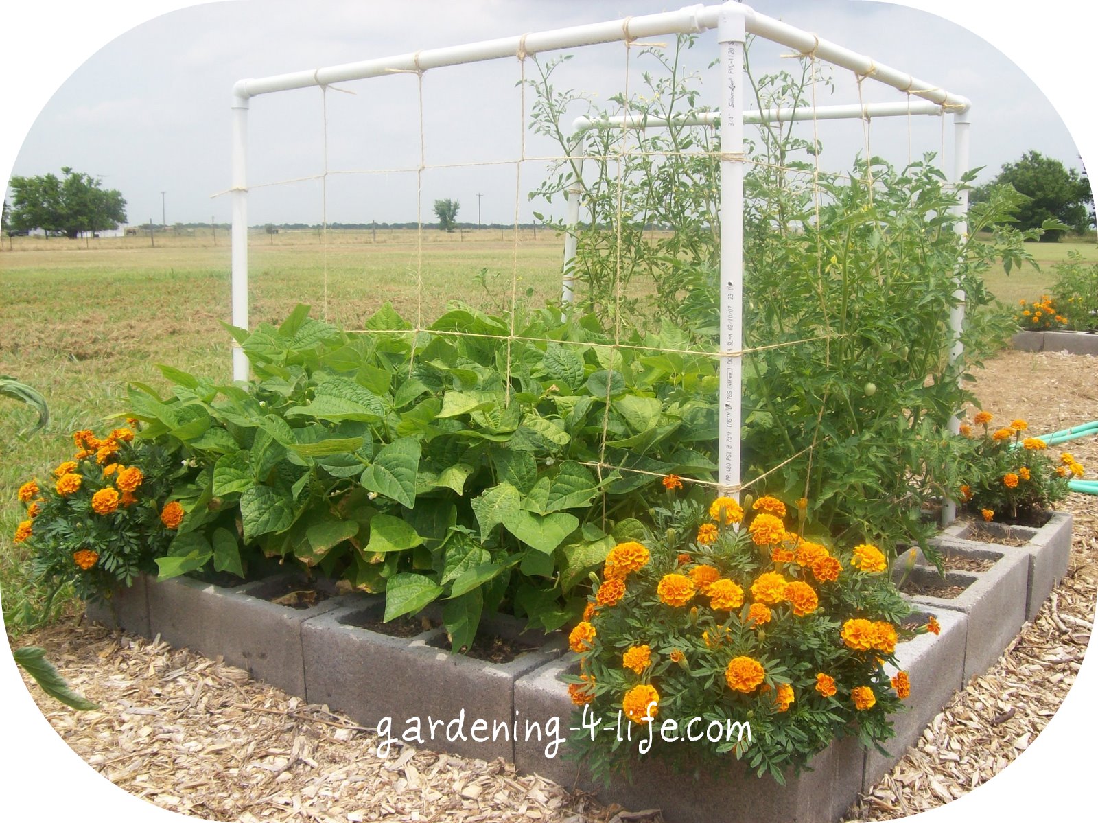 Gardening-4-Life: Cinder Block Garden