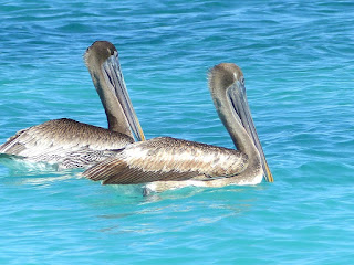 Pelecanus occidentalis - Pélican brun Pelecanus occidentalis - Pélican brun
