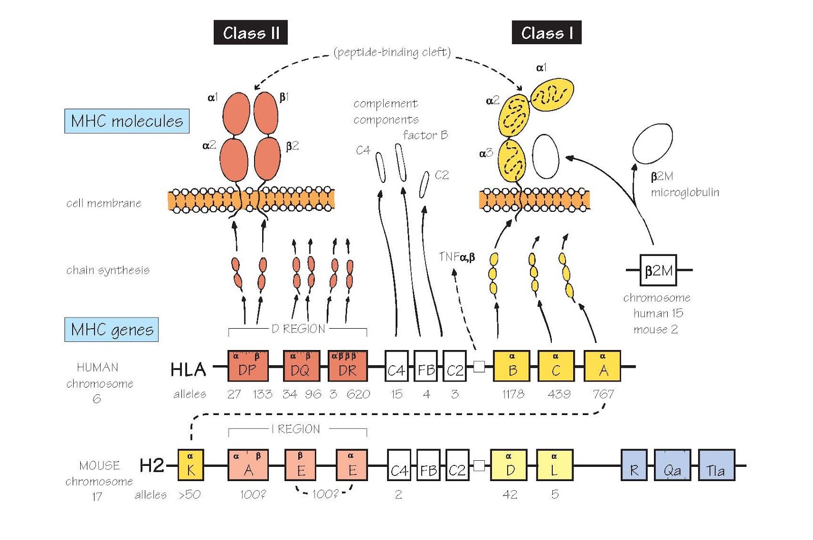 The Major Complex pediagenosis