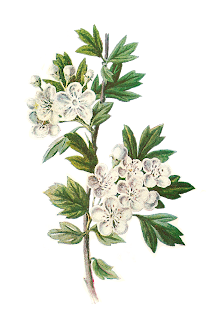 digital Hawthorn flower illustration flower digital image