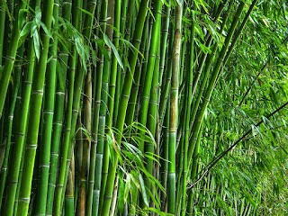 bambu-talang,www.healthnote25.com