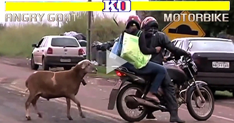 Funny Angry Goat attacking random people, Street Fighter Edition
