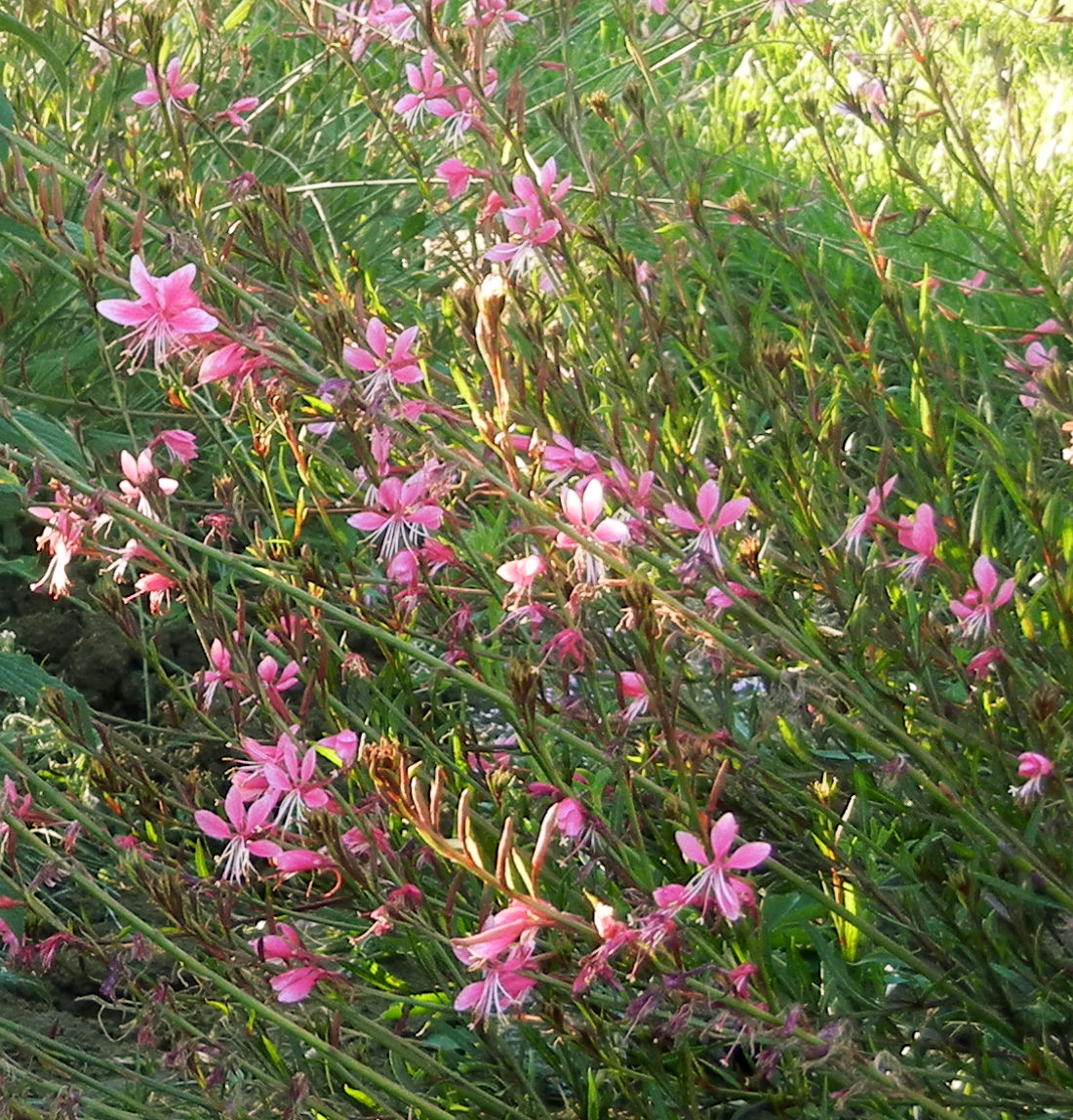 Photographing Flowers Plants that Reseed