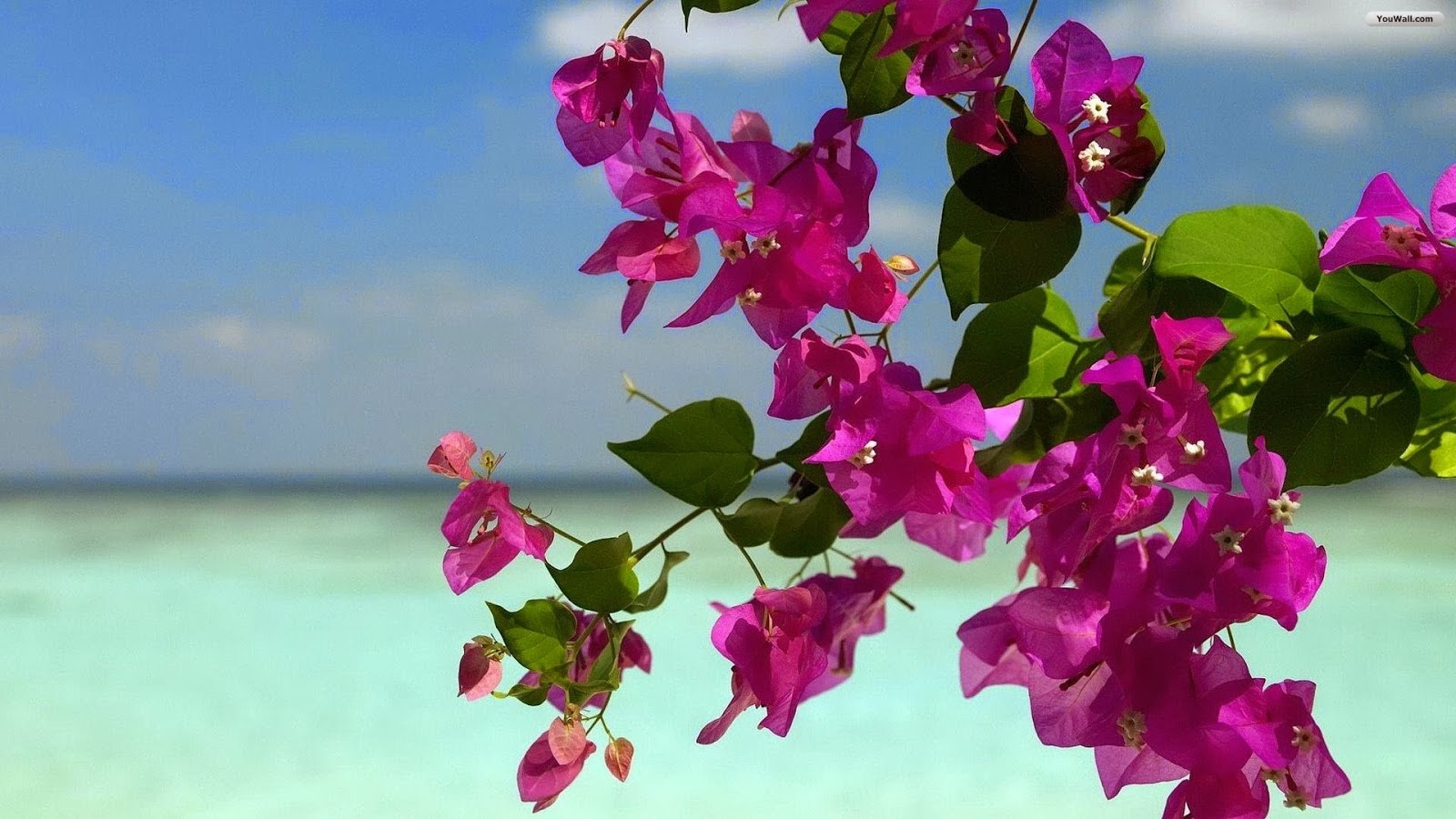 summer flowers wallpaper beautiful desktop wallpapers 2014 christmas tree screensavers free