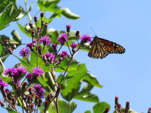 Monarch butterfly on New York ironweed