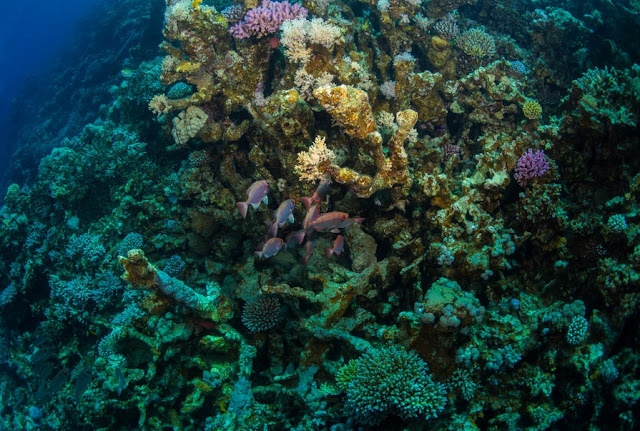 The Underwater Life The Underwater Life