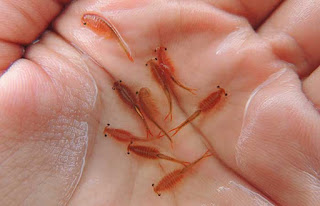 Fairy-Shrimp.jpg