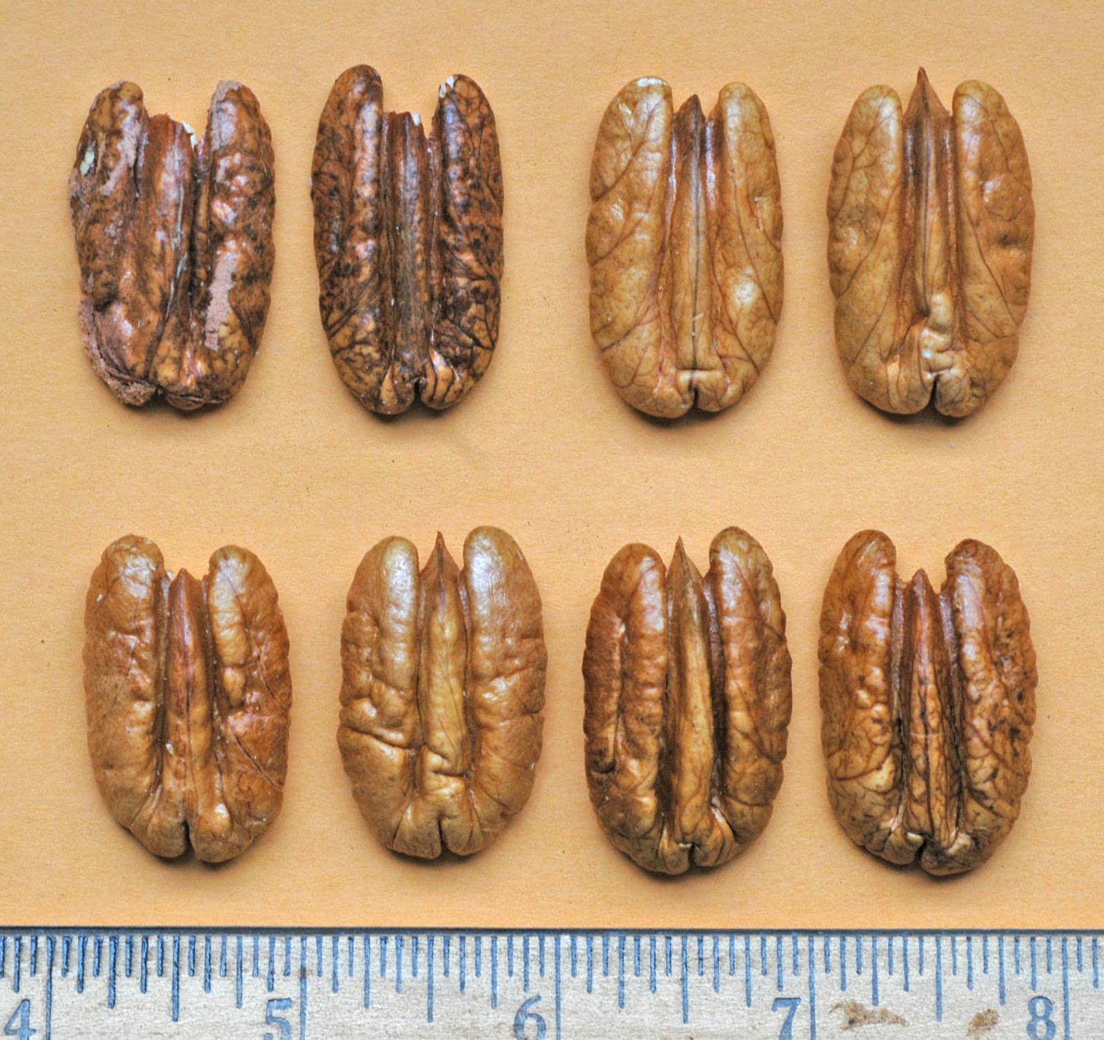 Northern Pecans Pawnee kernels defects following 2012 drought