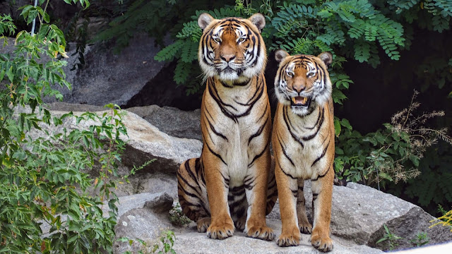 animals photos animals photos