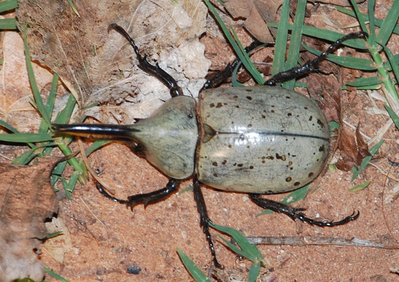 Hercules Beetles The Wildlife