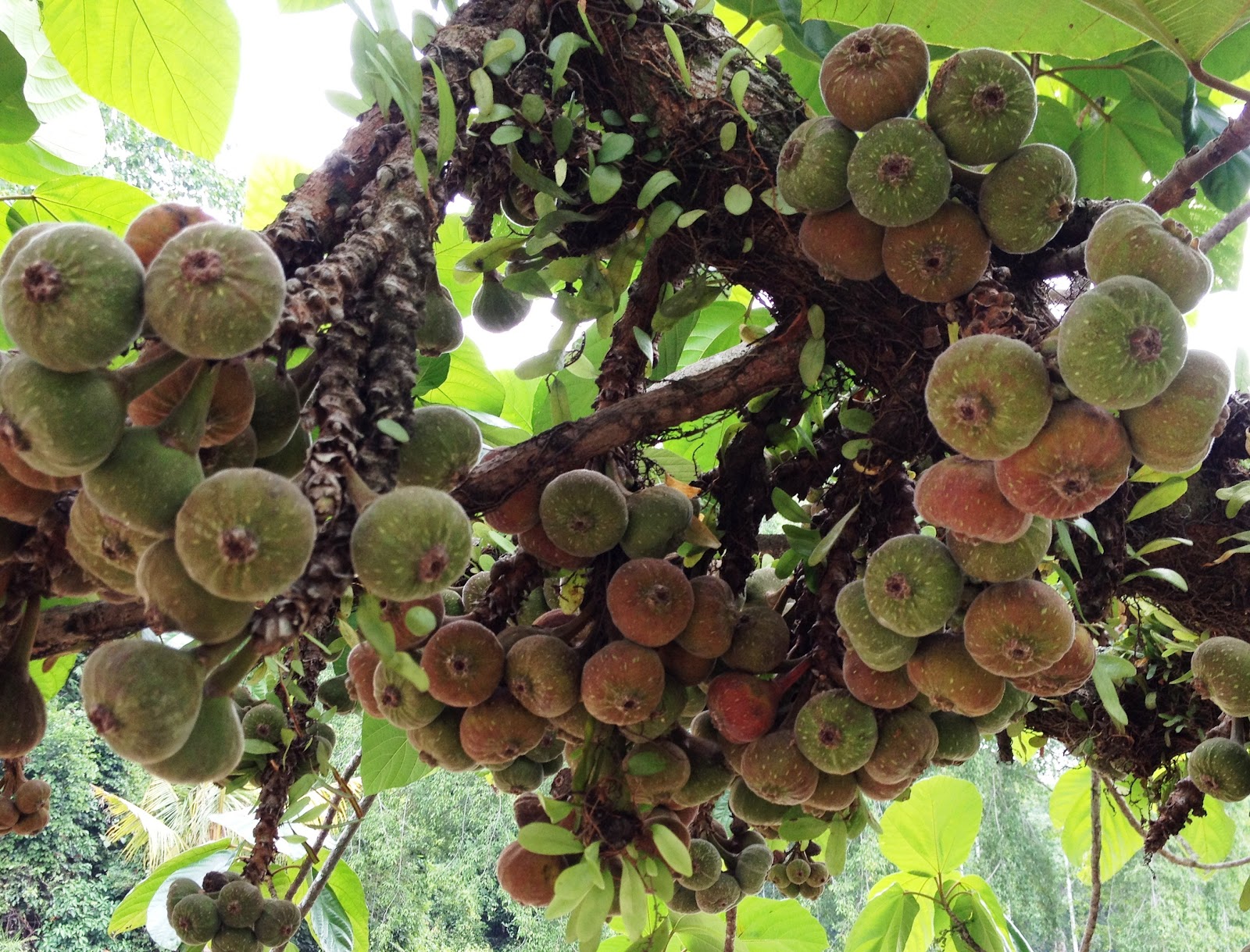 Swiftlet Farming Million Dollars A Year Potential. Figs Tree