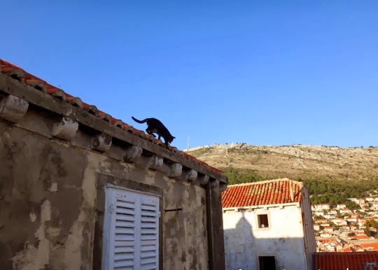 cat of dubrovnik croatia