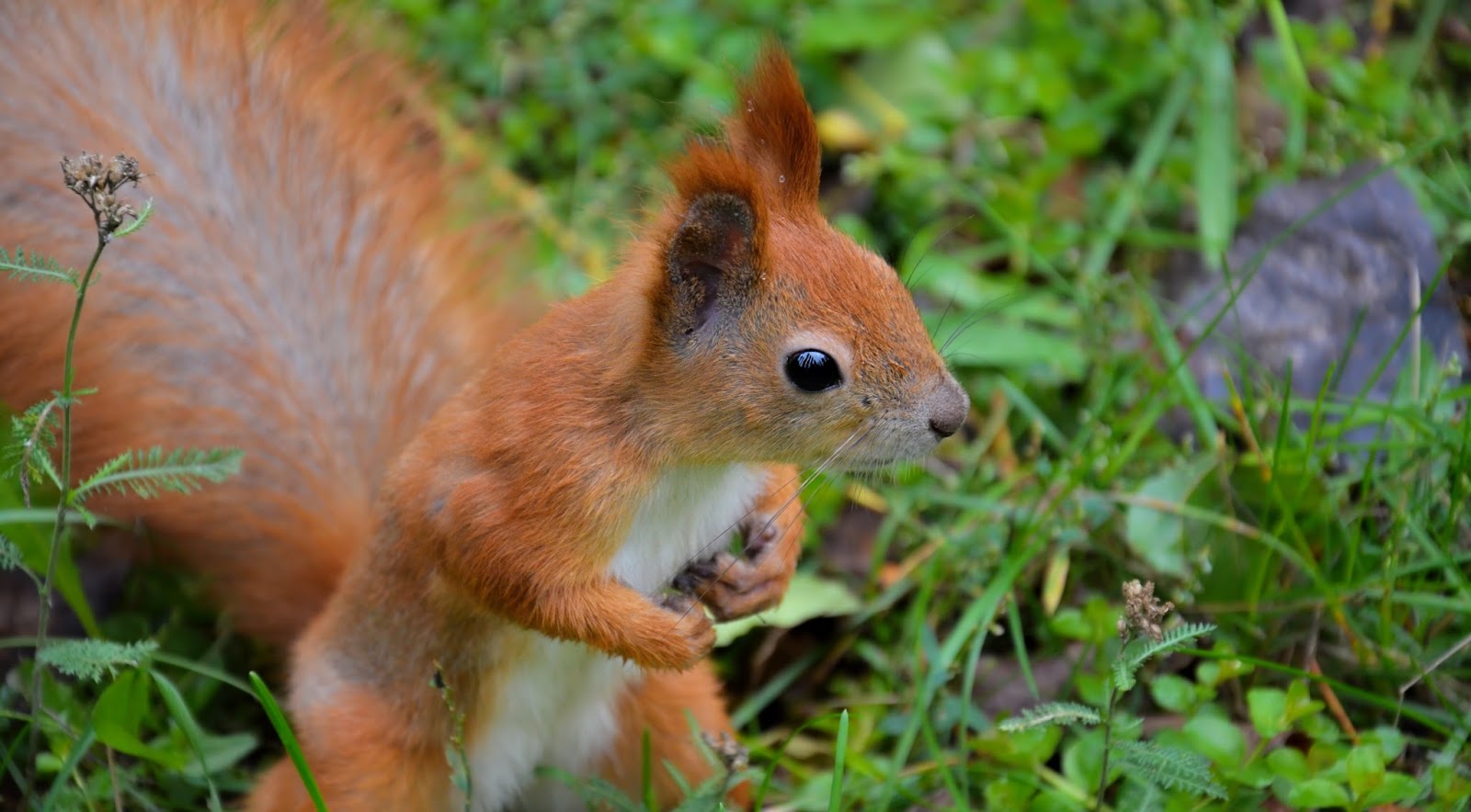 HD Wallpapers and Backgrounds of animals and pets: Foxes, Horses, Tiger, Dogs, Cats, Squirrels, Rabits and Others