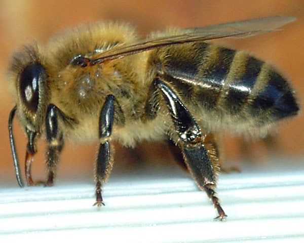 apis adamsoni, bee species, honey bee species