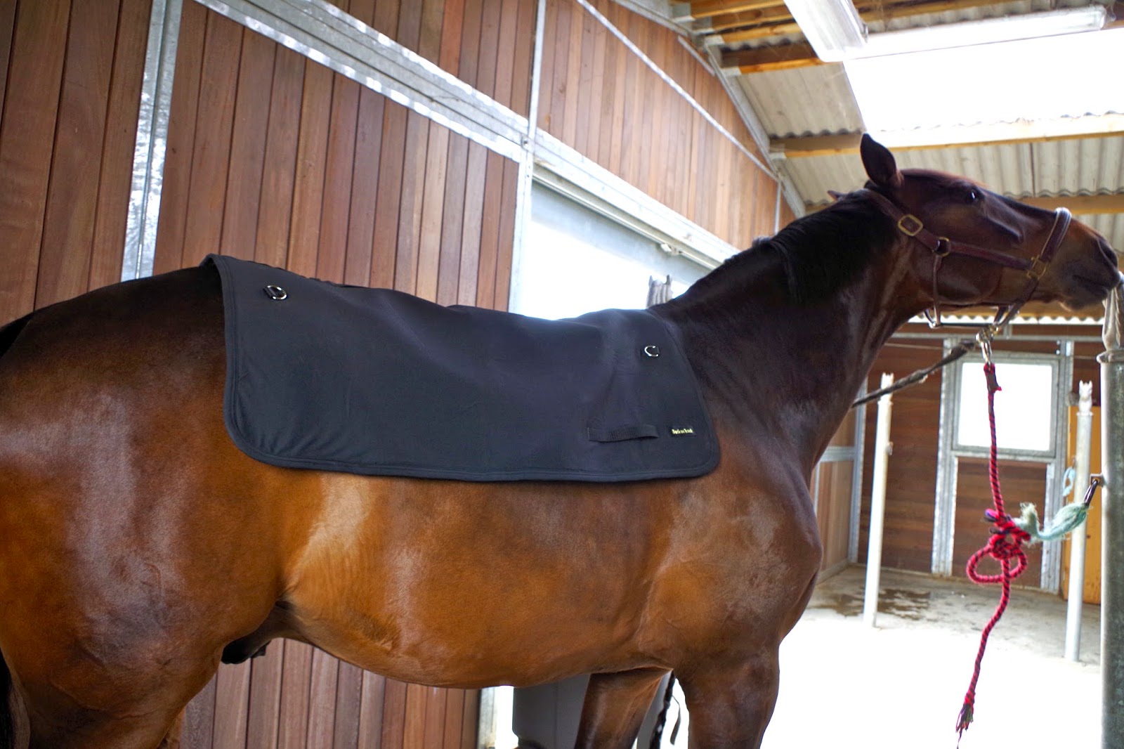 Je vais en parler à mon cheval... Le 