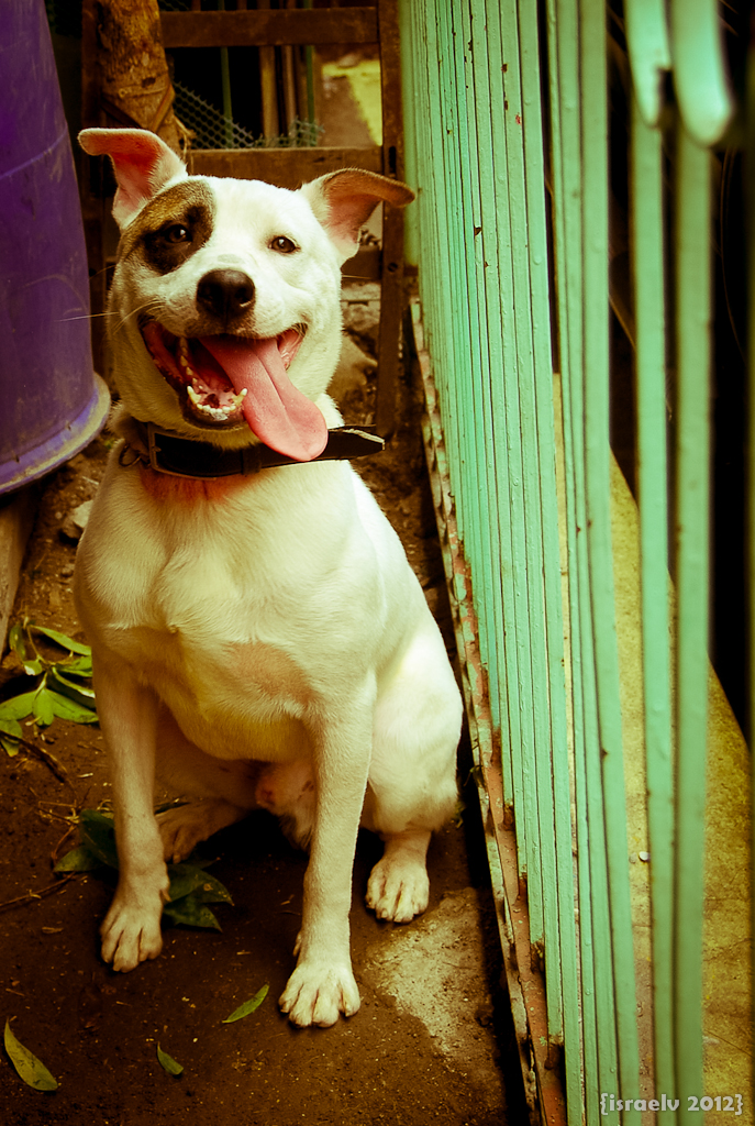 Pix n' Toys: Our pet Zorro would be dearly missed!