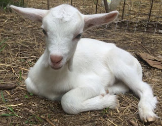 2019 goat kidding schedule, kidding schedule, goat farm, baby goats, 
