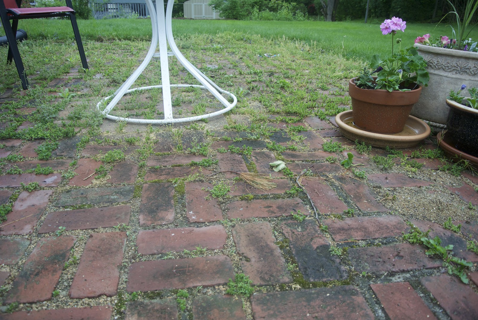 Life at Pugsley Patio Update Controlling crabgrass with corn gluten