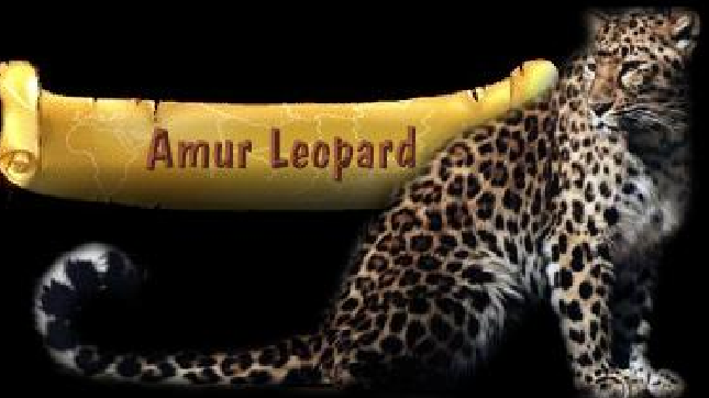 Animal Pedia: Amur Leopard- Most Critical Endangered Leopard